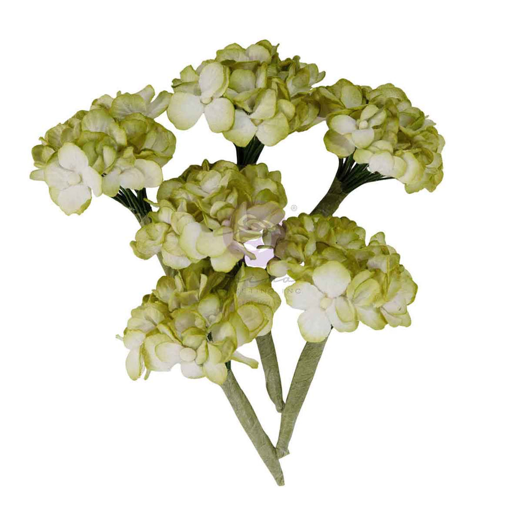 Homegrown - Flowers - Garden Hydrangea Mist