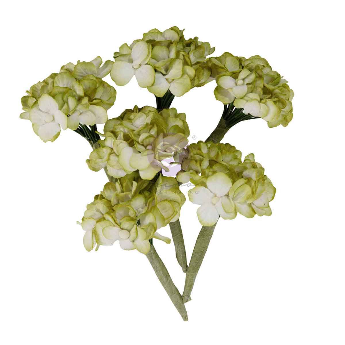 Homegrown - Flowers - Garden Hydrangea Mist