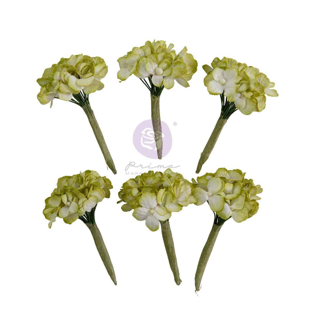Homegrown - Flowers - Garden Hydrangea Mist