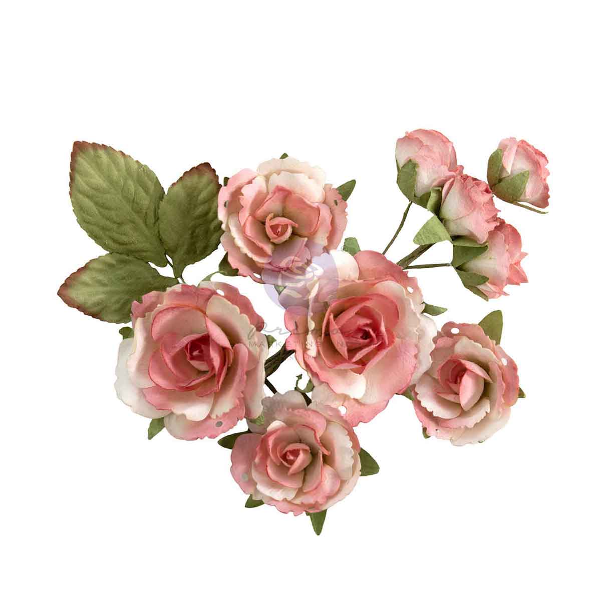 Homegrown - Flowers - Garden Rose Blush