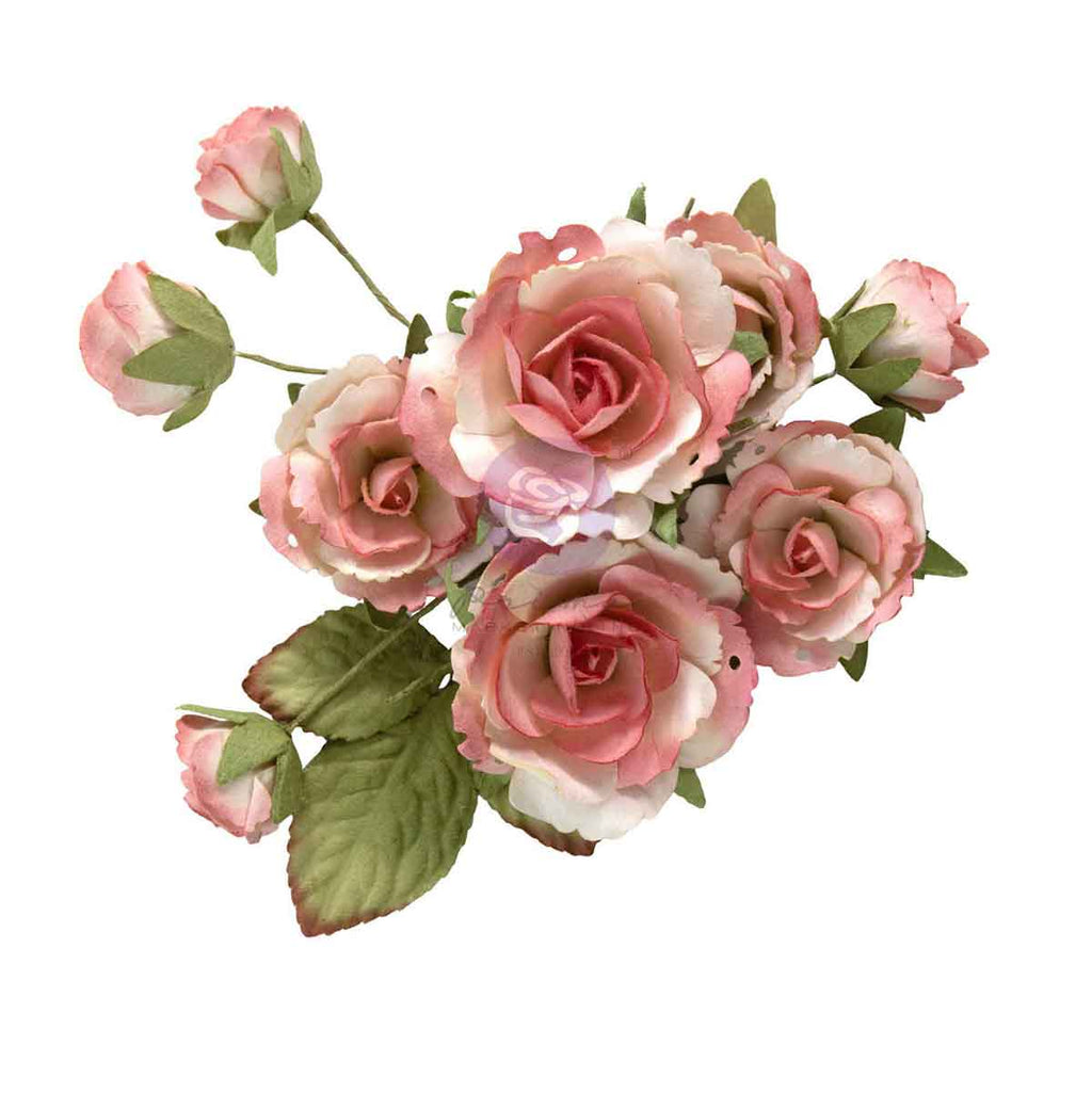 Homegrown - Flowers - Garden Rose Blush