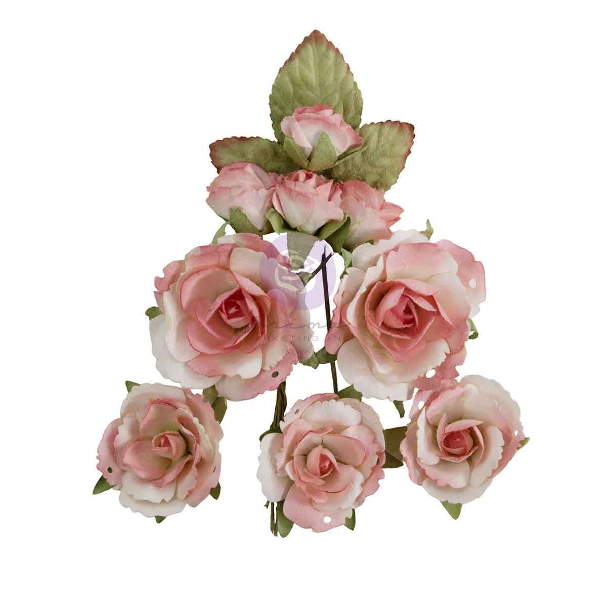 Homegrown - Flowers - Garden Rose Blush